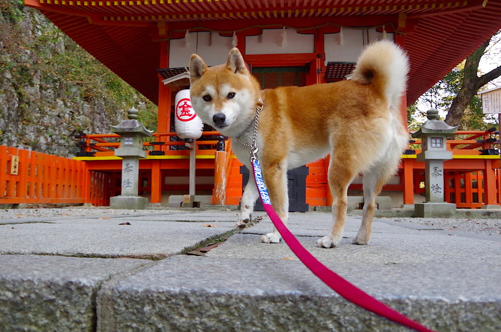 Jiuyou Sports-_体育+艺术展演：视觉与运动的奇幻融合_，视觉运动整合