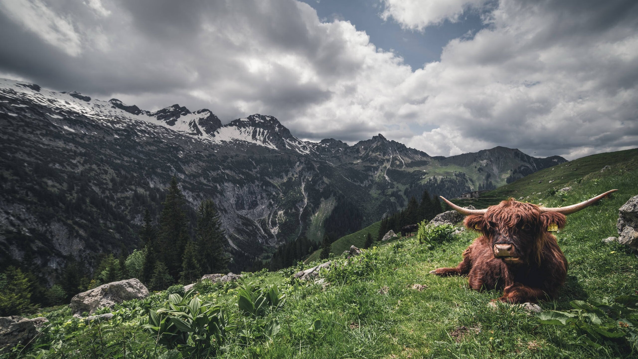 _篮球明星挑战慈善马拉松,公益传递正能量_,篮球运动员chamberlain
