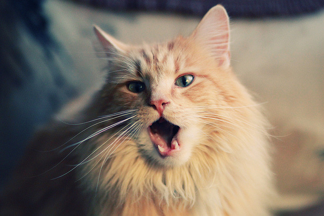 _网络直播带动：比赛观看方式的全新变革_，观看赛事直播