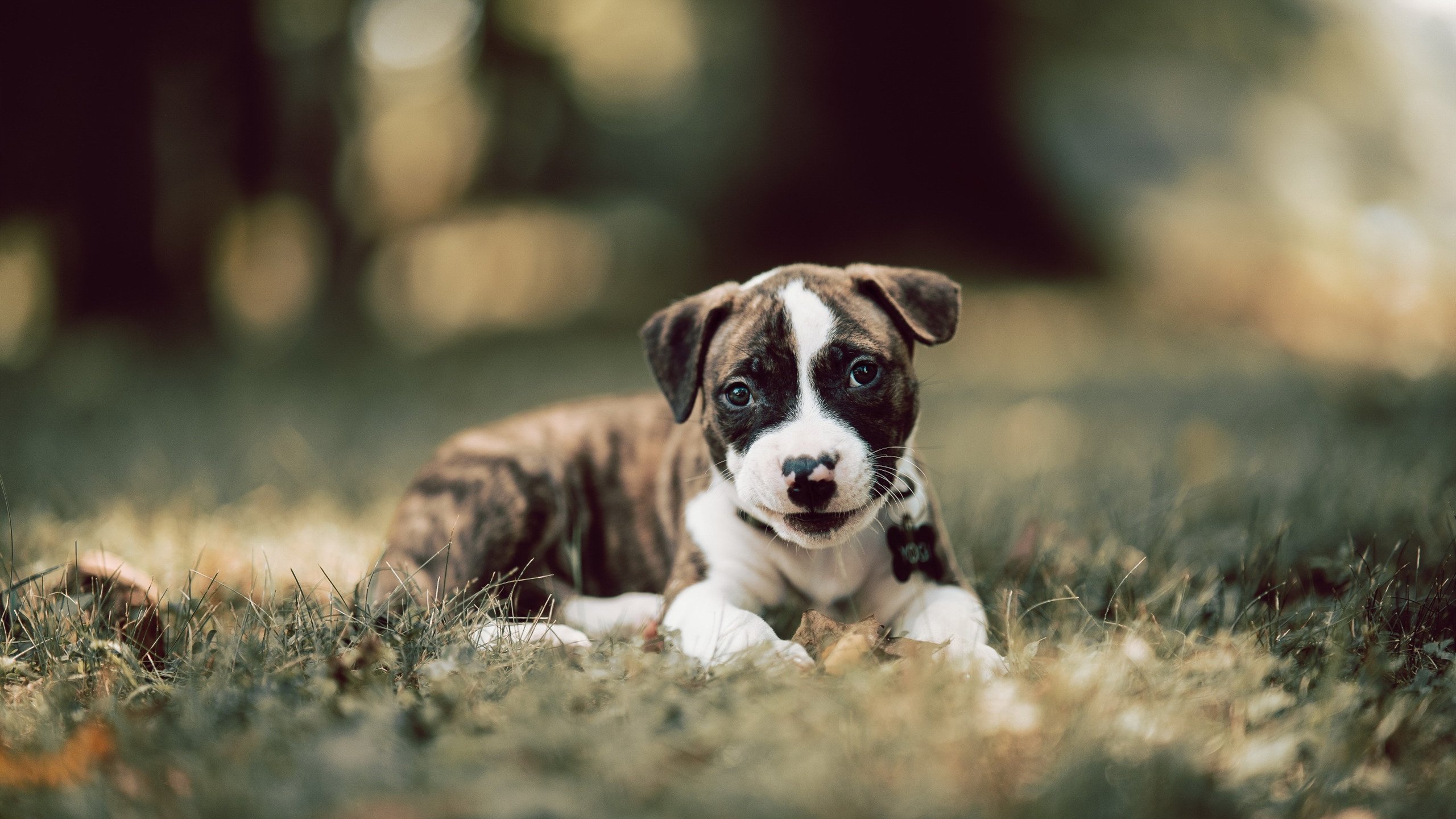 “意甲劲旅持续向前，争夺欧战资格”，意甲老牌劲旅