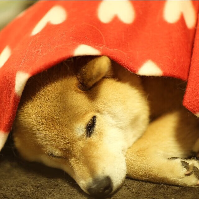 九游娱乐app下载-中国足球创新发展联盟正式成立，促进行业高质量发展，足球技术创新