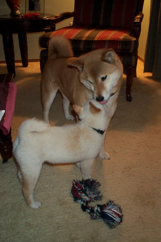 体育舞蹈锦标赛：律动中的艺术表现，体育舞蹈的竞赛规则